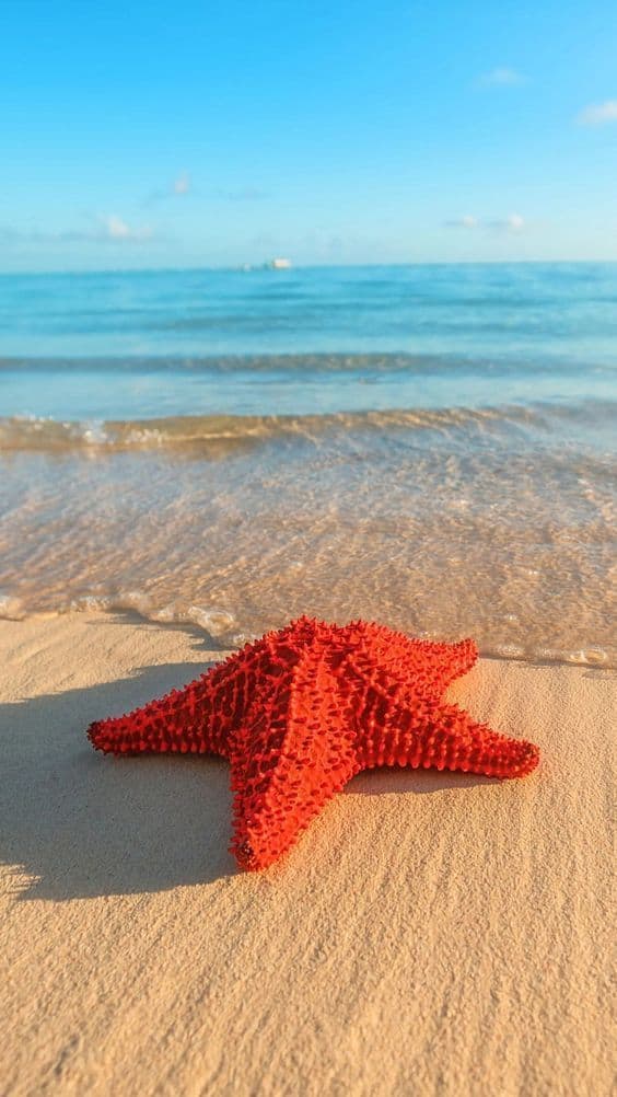 Starfish on the Beach Wallpaper